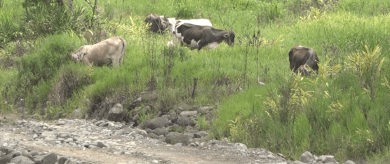 PIDEN CONTROLES PARA EVITAR EL ROBO DE GANADO EN SANTA MARÍA DEL TOACHI