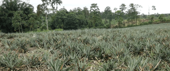 LA SEQUÍA COMIENZA A GENERAR EFECTOS NEGATIVOS EN SANTO DOMINGO DE LOS TSÁCHILAS