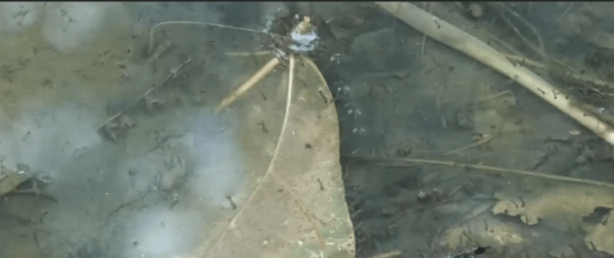 SE REPORTA EL AUMENTO DE CASOS DE DENGUE EN SANTO DOMINGO