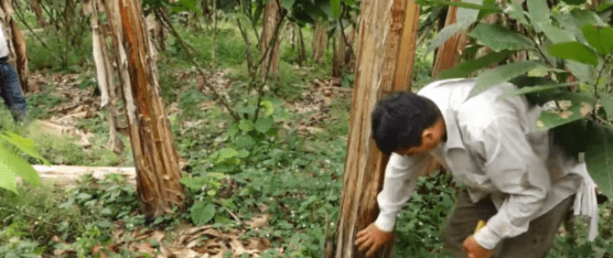 SE HAN REGISTRADO BROTES DE MOKO EN PLANTACIONES DE PLÁTANO EN SANTO DOMINGO