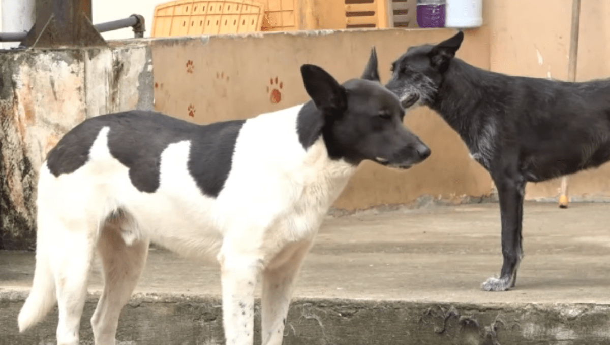 EN SANTO DOMINGO SE DESARROLLARÁ EL FESTIVAL DE ADOPCIONES DE MASCOTAS