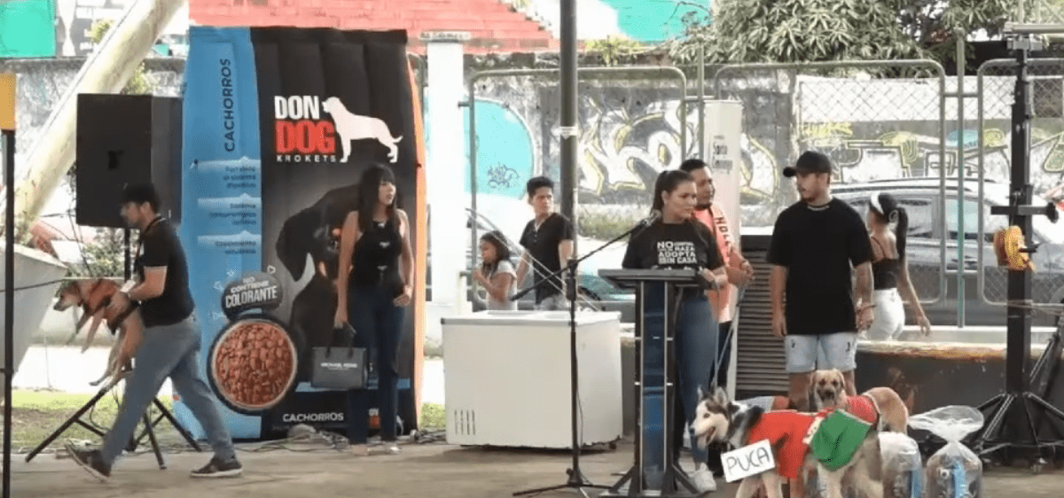EN SANTO DOMINGO SE DESARROLLÓ EL FESTIVAL DE ADOPCIÓN Y DESPARASITACIÓN DE MASCOTAS