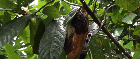 MIGRACIÓN DE JÓVENES PODRÍA CAUSAR UNA CRISIS EN EL SECTOR AGRÍCOLA