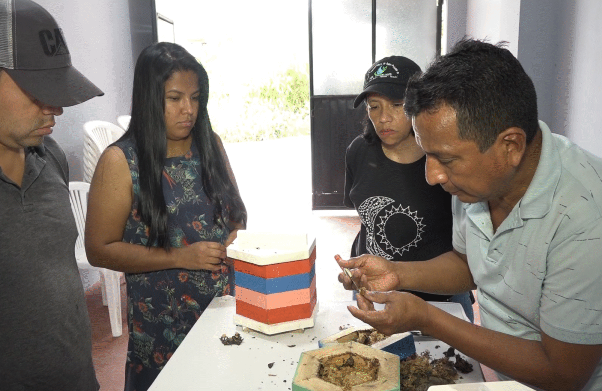 LA DISMINUCIÓN DE LAS ABEJAS PONE EN RIESGO LA SEGURIDAD ALIMENTARIA