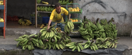 PLAGAS Y EXPORTACIÓN ENCARECEN EL PLÁTANO EN LA REGIÓN