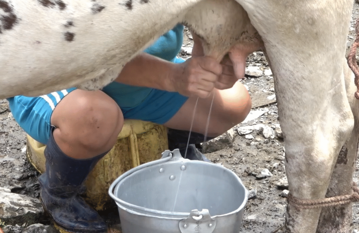 DESDE EL 1 DE JUNIO HAY UN NUEVO PRECIO PARA LA LECHE