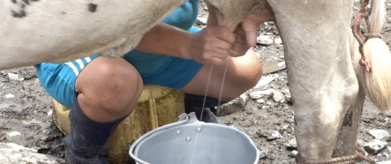 DESDE EL 1 DE JUNIO HAY UN NUEVO PRECIO PARA LA LECHE