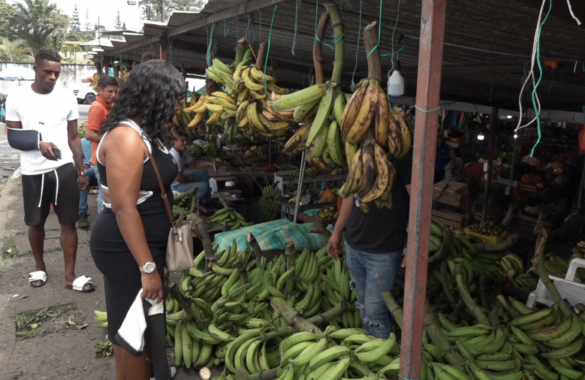 RACIMAS DE PLÁTANO SE VENDEN ENTRE $6 Y $8 POR FALTA DE OFERTA