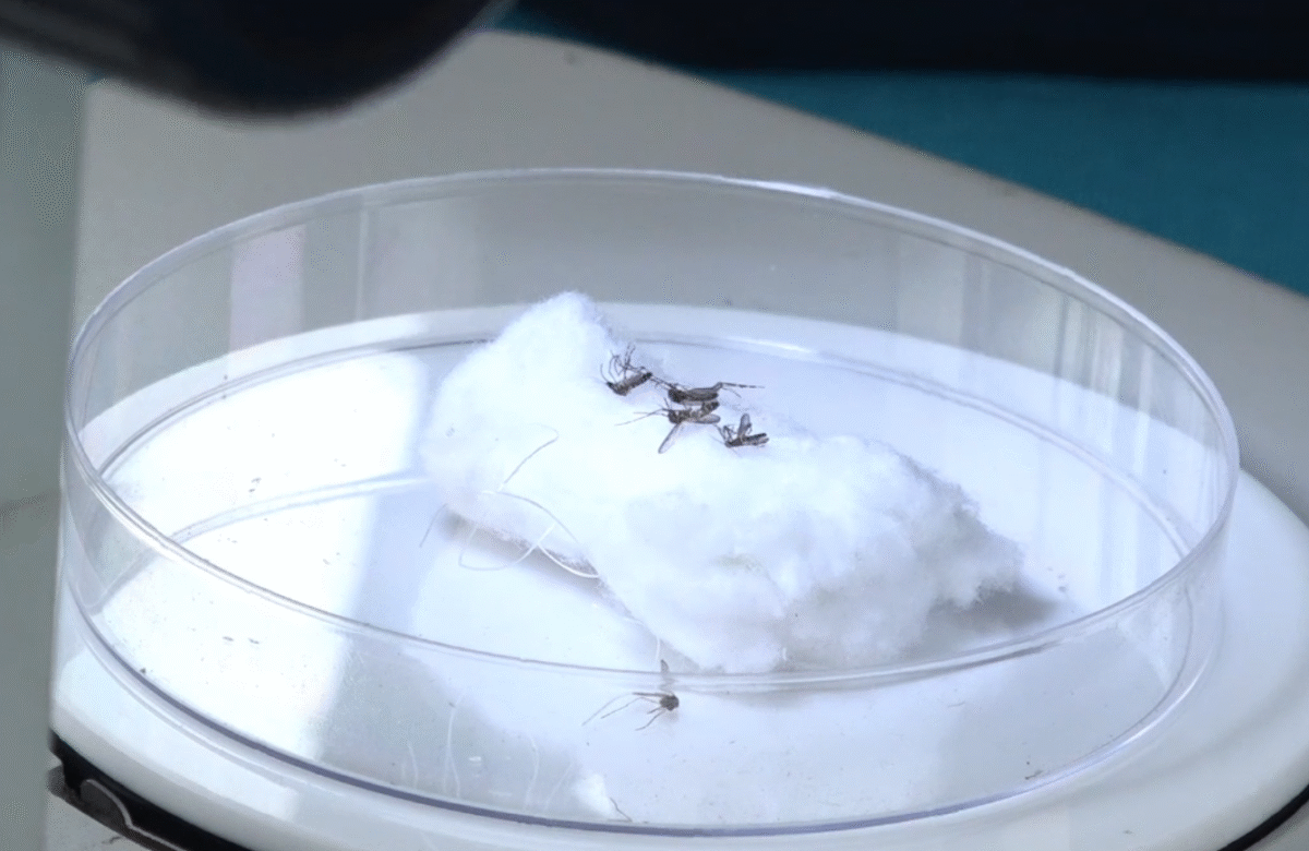 LOS CASOS DE DENGUE EN SANTO DOMINGO SE MANTIENEN BAJOS CON 778 CASOS