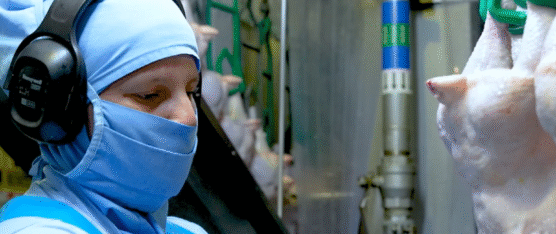 EL POLLO ES LA PRINCIPAL FUENTE DE PROTEÍNA EN LA DIETA DE LOS ECUATORIANOS