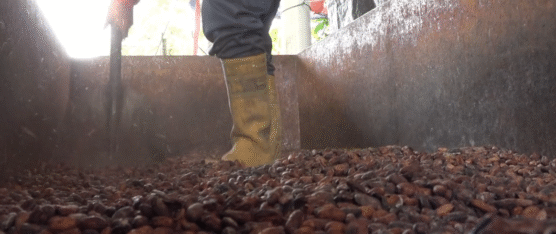 EL PRECIO DEL CACAO ESTÁ A MENOS DE $250 EN STO. DGO.