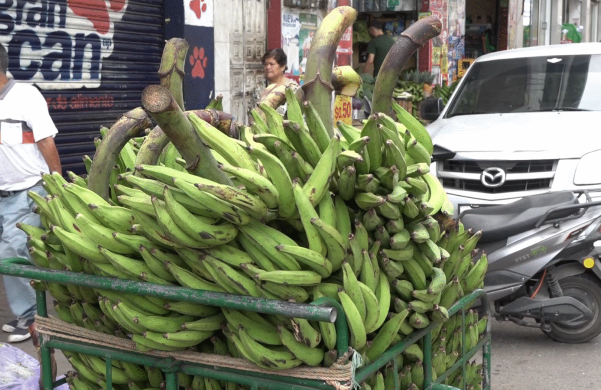 ENTRE $8 Y $10 SE COMERCIALIZAN LAS DIFERENTES VARIEDADES DE PLÁTANO EN SANTO DOMINGO