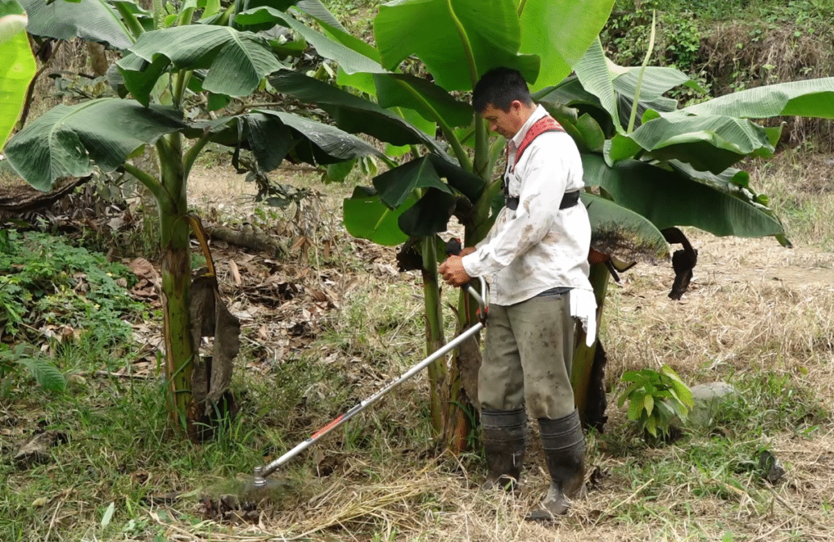 PLÁTANO Y GUINEO MANTIENEN PRECIOS ALTOS EN MERCADOS LOCALES