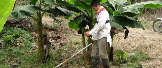 PLÁTANO Y GUINEO MANTIENEN PRECIOS ALTOS EN MERCADOS LOCALES
