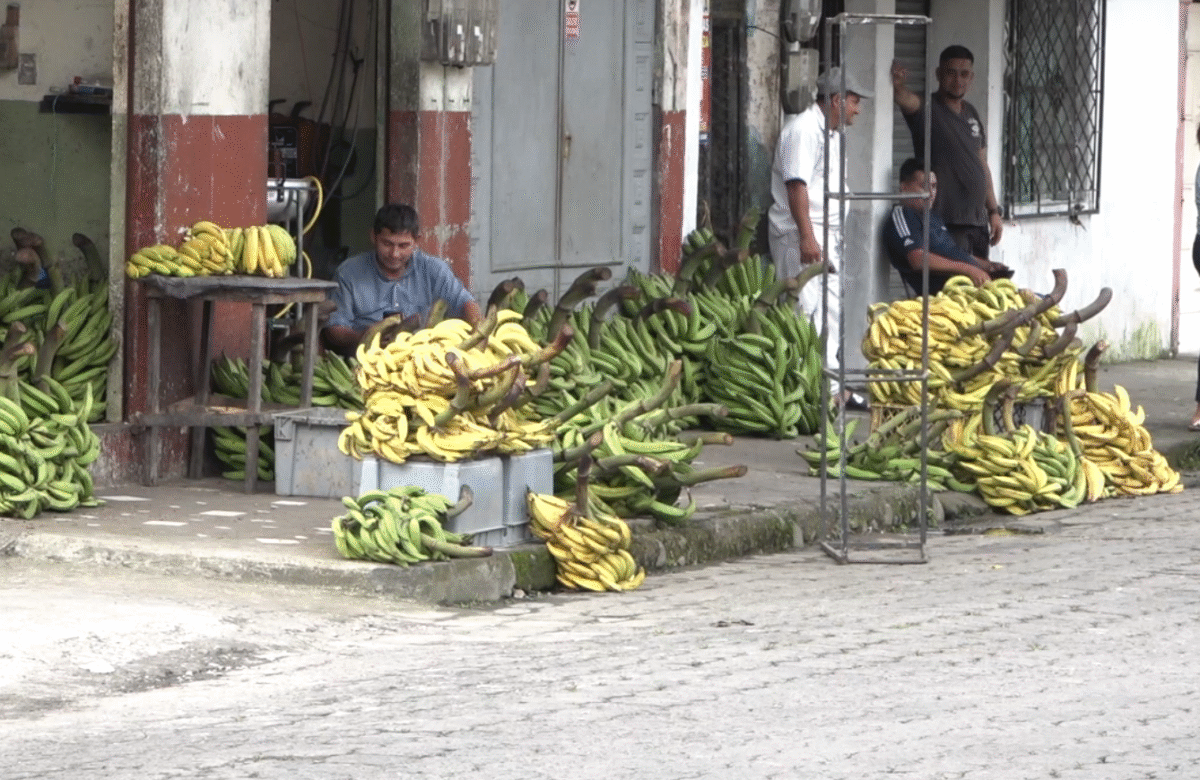 ESCASEZ DE PLÁTANO DISPARA PRECIOS Y AFECTA TAMBIÉN A OTROS PRODUCTOS
