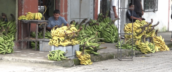 ESCASEZ DE PLÁTANO DISPARA PRECIOS Y AFECTA TAMBIÉN A OTROS PRODUCTOS