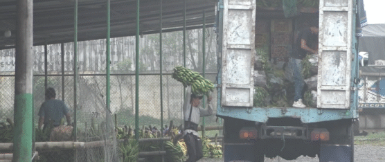 EL PLÁTANO SIGUE COSTOSO EN LOS MERCADOS DE STO. DGO.