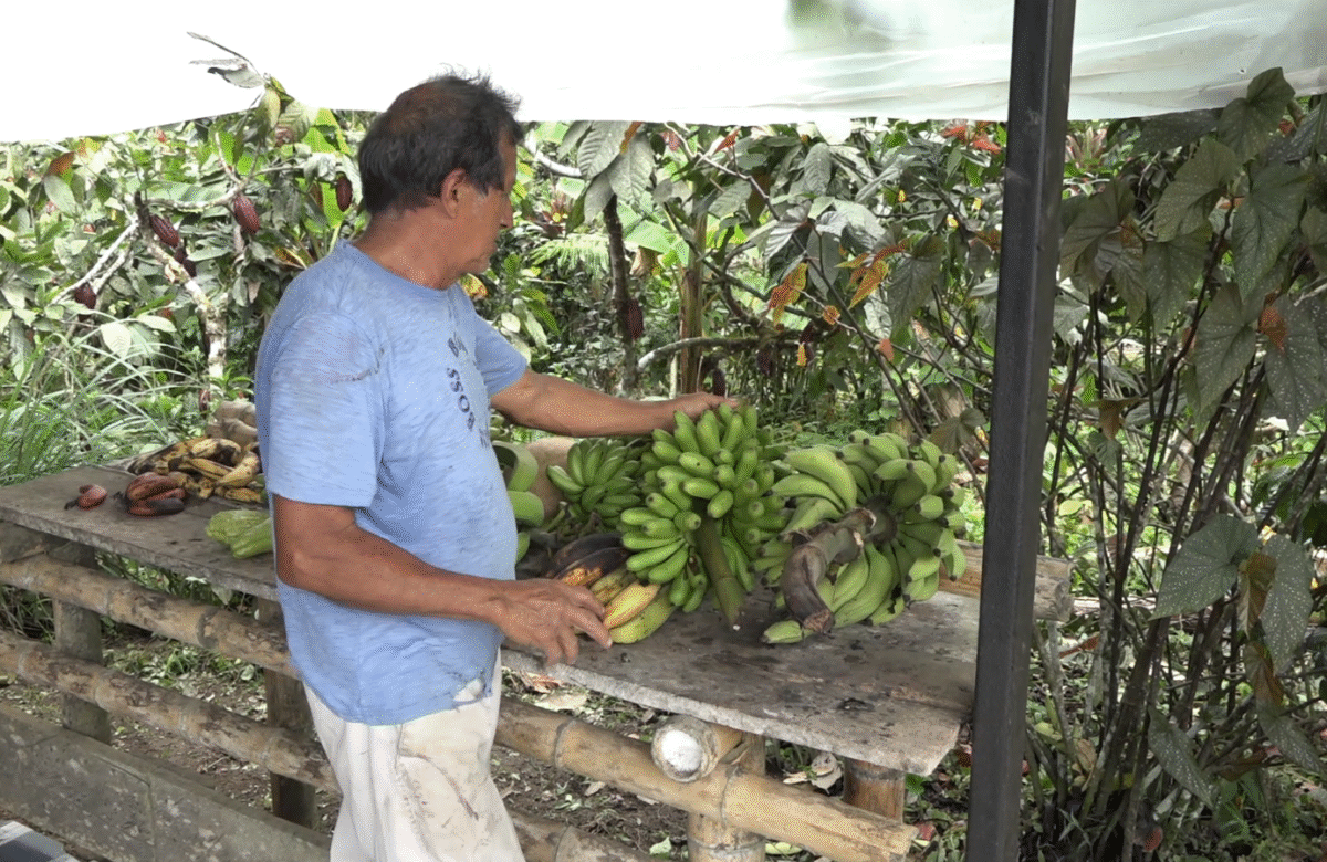 200 AGRICULTORES SE BENEFICIARÁN EN STO. DGO. CON EL BONO
