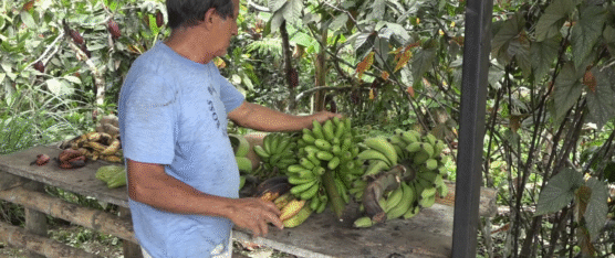 200 AGRICULTORES SE BENEFICIARÁN EN STO. DGO. CON EL BONO