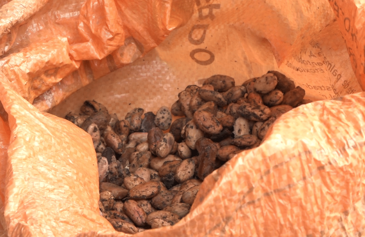 PRECIO DEL CACAO SE DESPLOMA A 180 DÓLARES POR QUINTAL EN SANTO DOMINGO