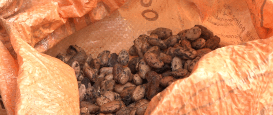 PRECIO DEL CACAO SE DESPLOMA A 180 DÓLARES POR QUINTAL EN SANTO DOMINGO