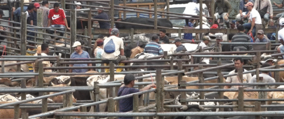 EN LA FERIA SUBIÓ LA OFERTA Y DEMANDA DE GANADO