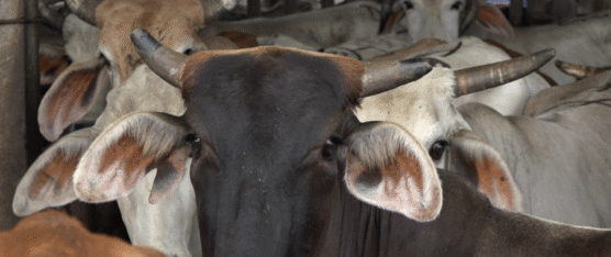 PRESENTAN ORDENANZA PARA REGULAR FAENAMIENTO Y COMERCIO CÁRNICO