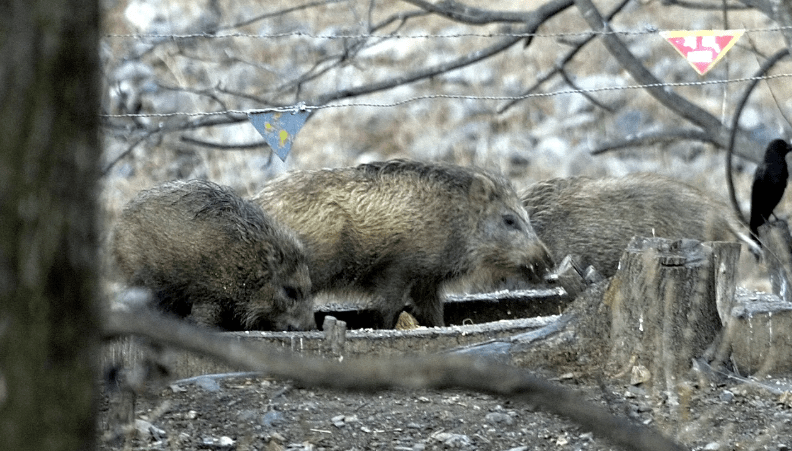 ESPAÑA SUMA 27 CASOS DE PESTE PORCINA EN JABALÍES Y SE DESCARTA POR AHORA UN ORIGEN EN LABORATORIO