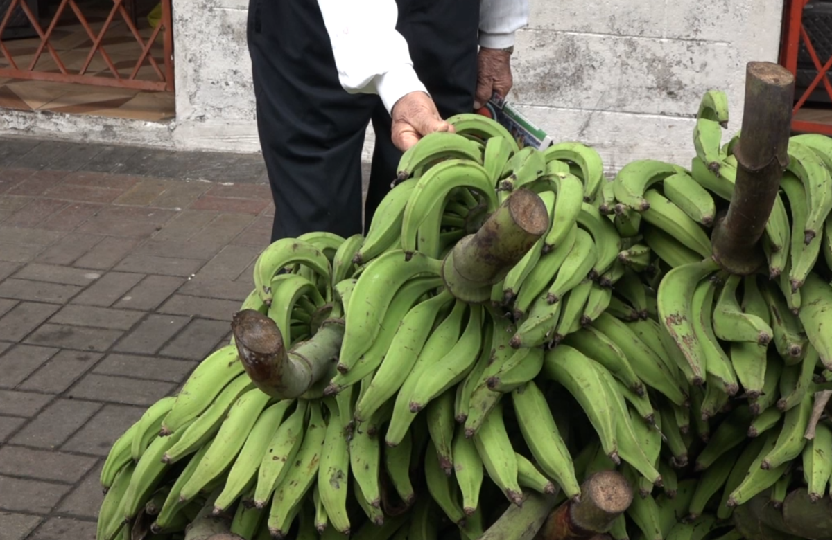 DETECTAN HONGO FUSARIUM RAZA 4 EN PLANTACIÓN BANANERA DE EL ORO