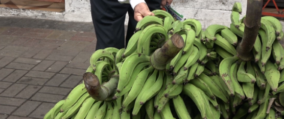DETECTAN HONGO FUSARIUM RAZA 4 EN PLANTACIÓN BANANERA DE EL ORO