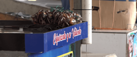 LA VEDA DEL CANGREJO DURARÁ DESDE FEBRERO HASTA MARZO