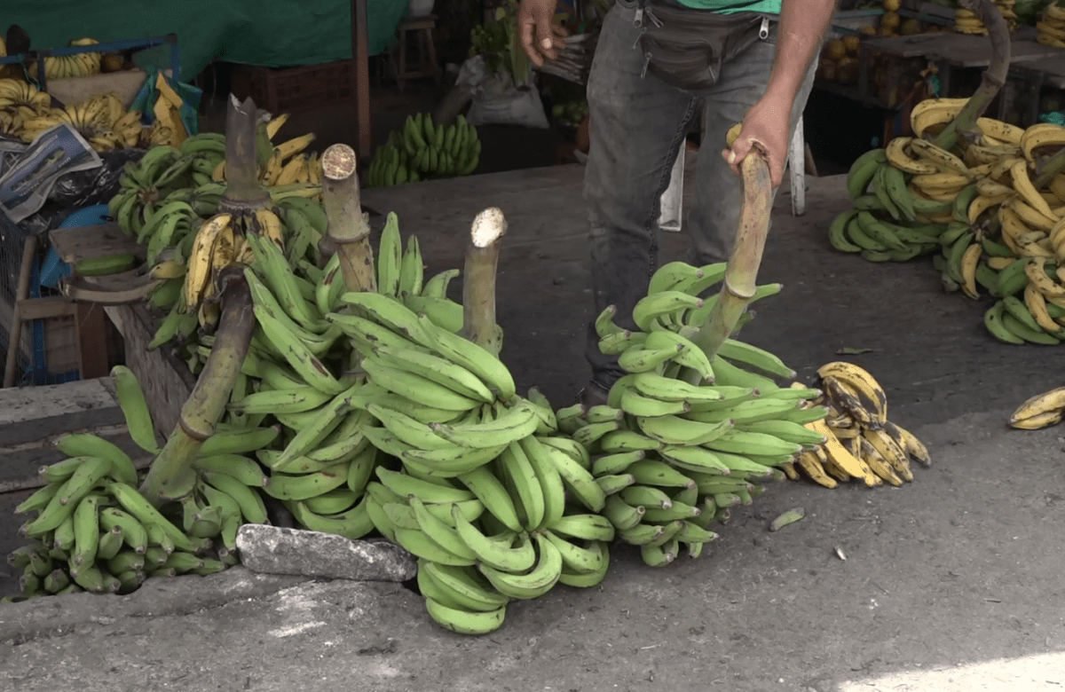 PRODUCTORES BUSCAN APOYO PARA PREVENIR EL MOKO Y EL FUSARIUM EN CULTIVOS DE PLÁTANO