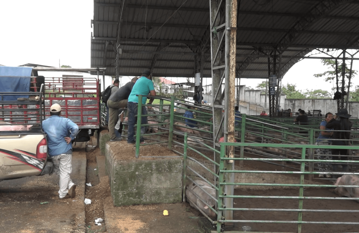 LOS COMERCIANTES REPORTAN PRECIOS BAJOS EN LA FERIA DE PORCINOS