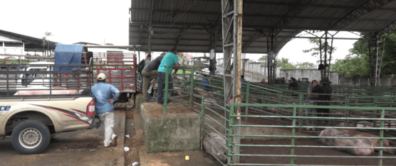 LOS COMERCIANTES REPORTAN PRECIOS BAJOS EN LA FERIA DE PORCINOS