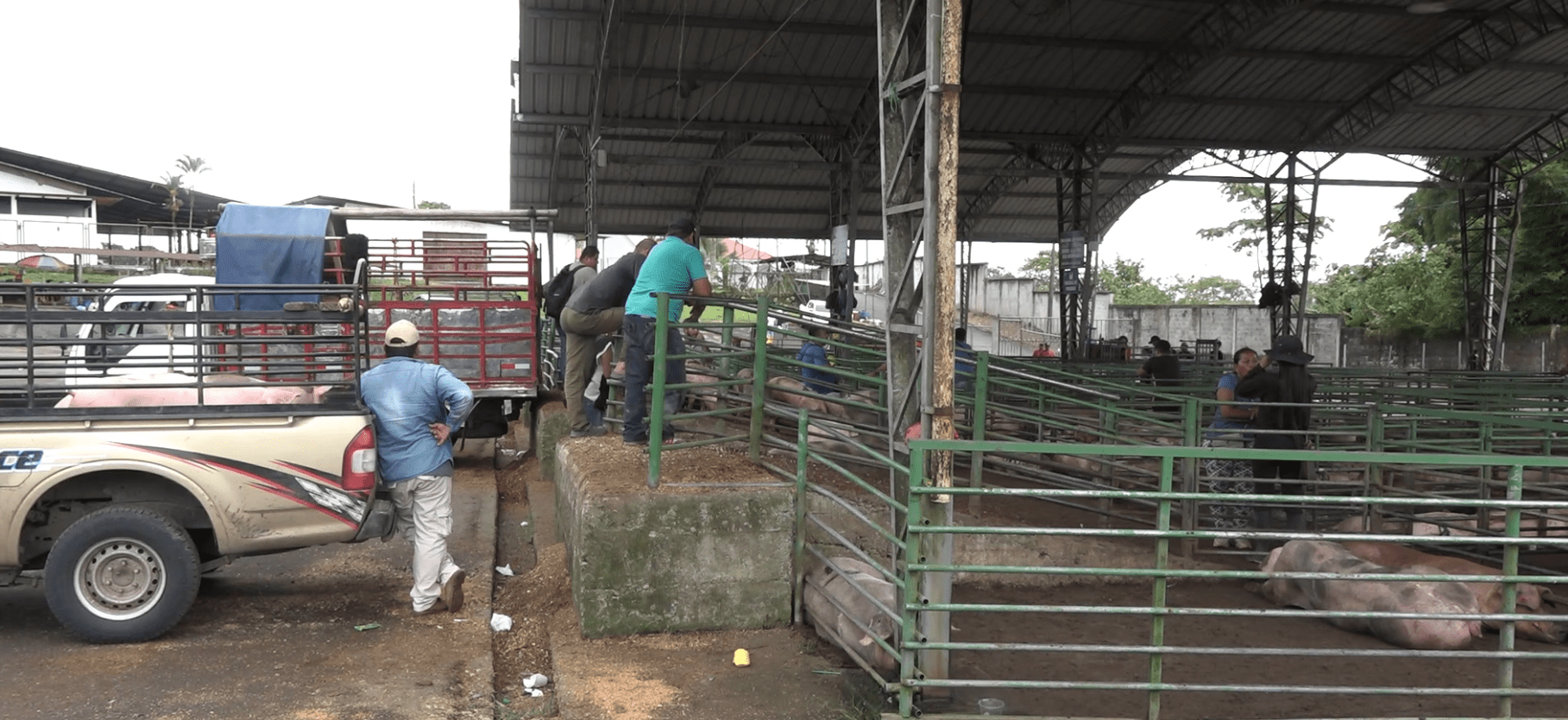 LOS COMERCIANTES REPORTAN PRECIOS BAJOS EN LA FERIA DE PORCINOS