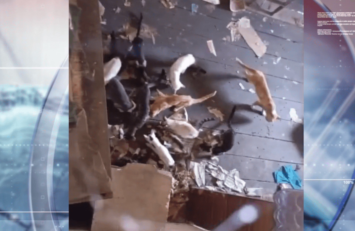 VERDEPATA RESCATÓ GATITOS QUE ESTABAN ABANDONADOS