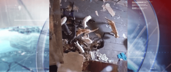 VERDEPATA RESCATÓ GATITOS QUE ESTABAN ABANDONADOS