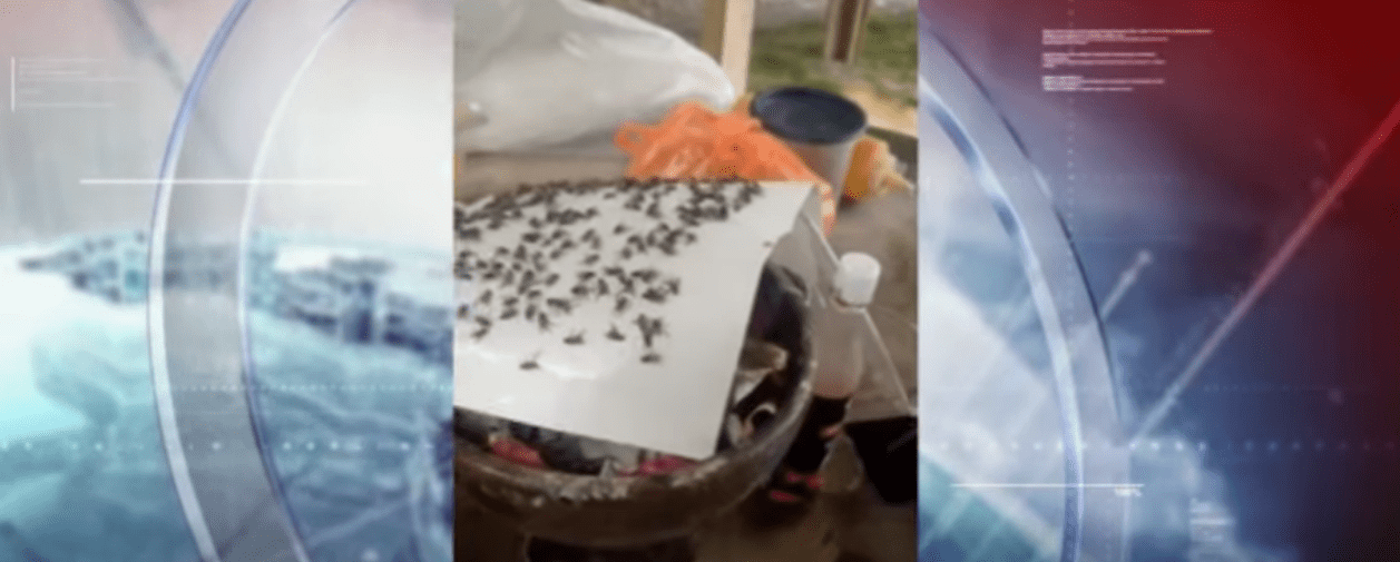 MÁS DE 1000 PERSONAS ESTÁN SIENDO AFECTADAS POR LAS MOSCAS