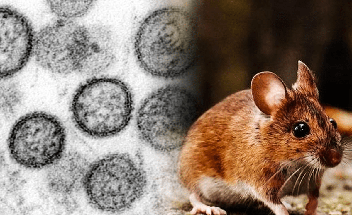 CONFIRMAN PRIMER CASO DE HANTAVIRUS EN ESPAÑA TRAS BROTE EN CRUCERO