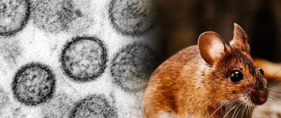 CONFIRMAN PRIMER CASO DE HANTAVIRUS EN ESPAÑA TRAS BROTE EN CRUCERO