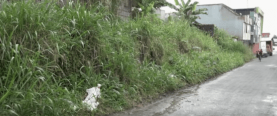 LA MALEZA DE UN PREDIO GANA ESPACIO EN LA CALLE EL CARMEN