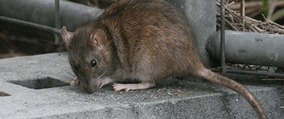 OMS PIDE A LOS PAÍSES REFORZAR MEDIDAS PARA PREVENIR CONTAGIOS DE HANTAVIRUS