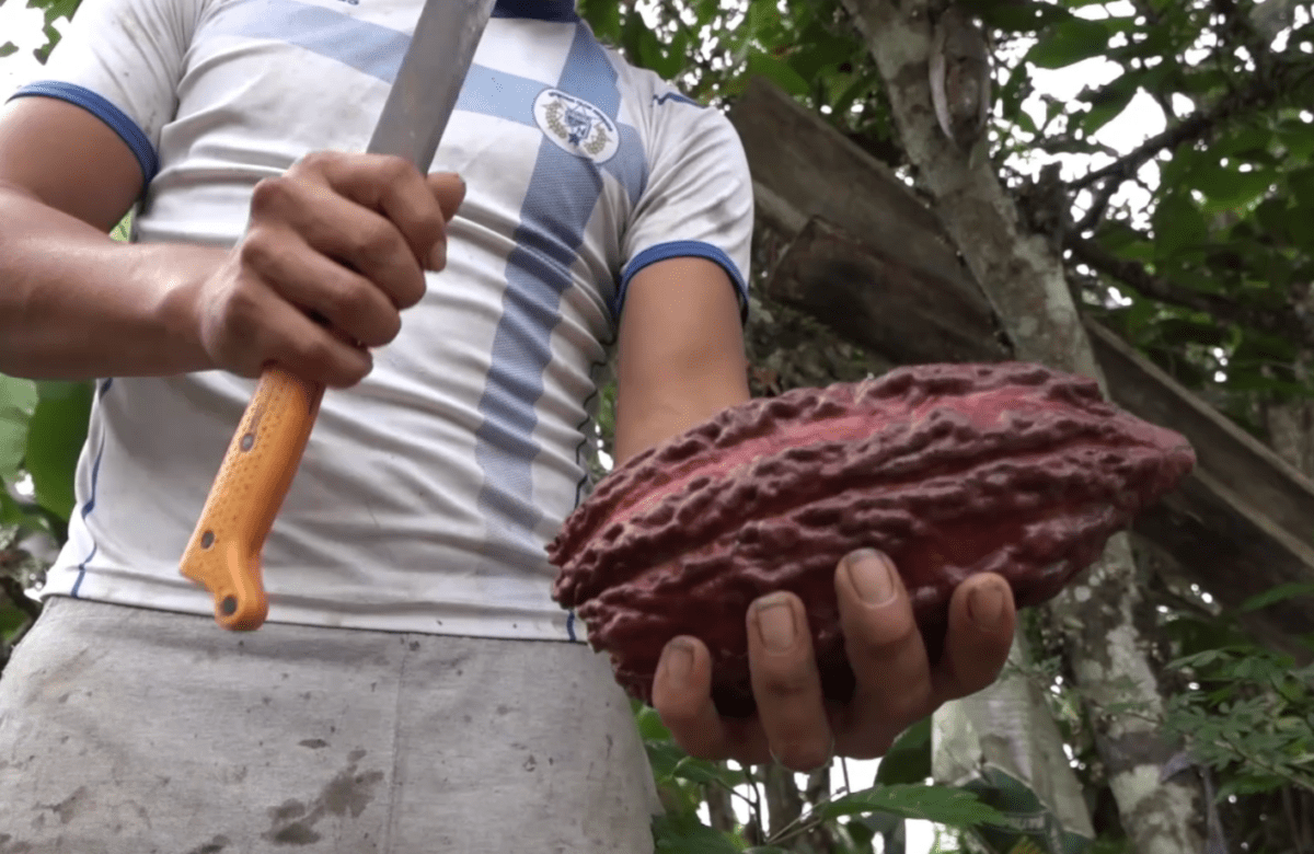 EL PRECIO DEL CACAO COMENZÓ A SUBIR CON UNA TENDENCIA FIRME