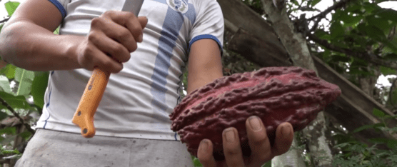 EL PRECIO DEL CACAO COMENZÓ A SUBIR CON UNA TENDENCIA FIRME