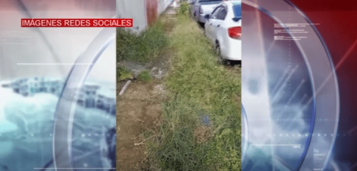 LA MALEZA EN LAS VEREDAS DIFICULTA EL PASO DE LOS PEATONES