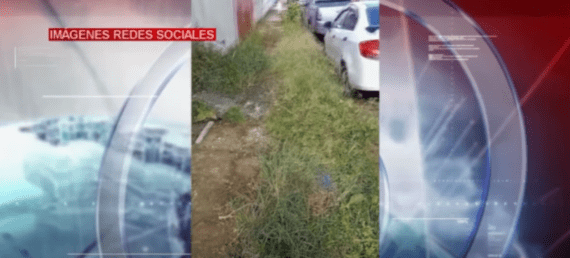 LA MALEZA EN LAS VEREDAS DIFICULTA EL PASO DE LOS PEATONES