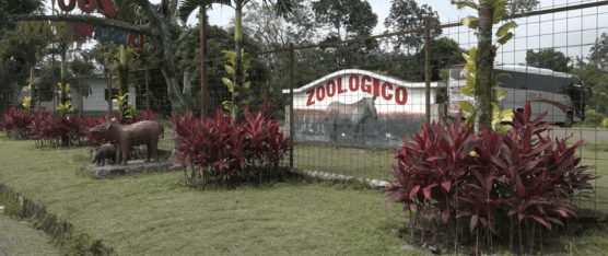 NUEVAS ESPECIES LLEGARON AL ZOOLÓGICO ISLA DEL TAPIR