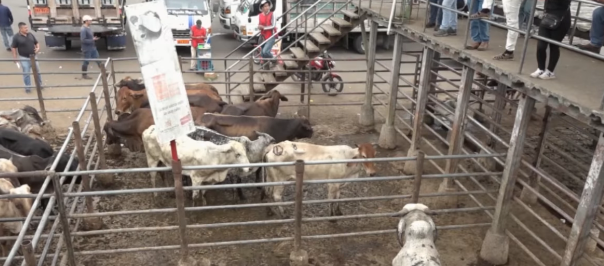 REDUCCIÓN DEL HATO GANADERO GENERA ALERTA EN EL SECTOR