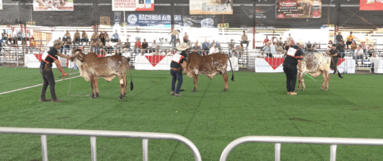 DEL 2 AL 6 DE JULIO SE PODRÁ DISFRUTAR DE LA FERIA EXPOGAN 2026