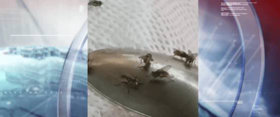 LA PLAGA DE MOSCAS MANTIENE EN ALERTA A MÁS DE CIEN FAMILIAS